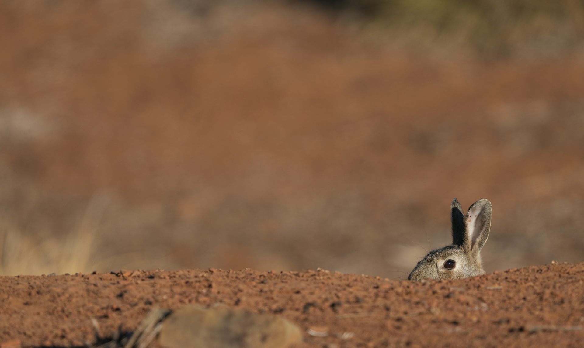 Invasive species do much more damage in Australia and NZ than elsewhere. But why?