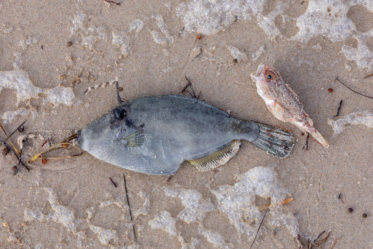 Two dead fish lay on a beach during a harmful algal bloom.