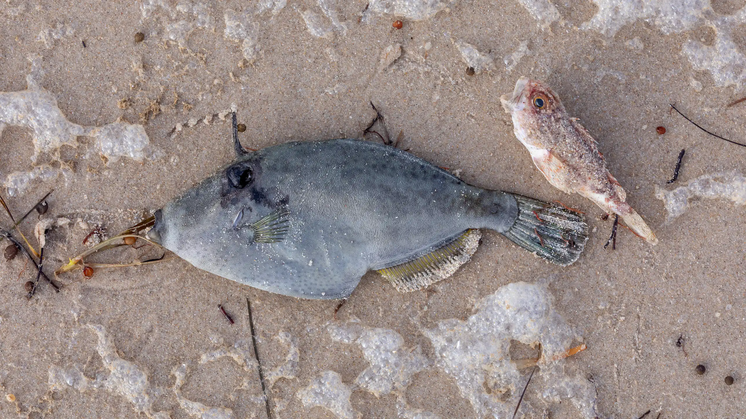 Two dead fish lay on a beach during a harmful algal bloom.