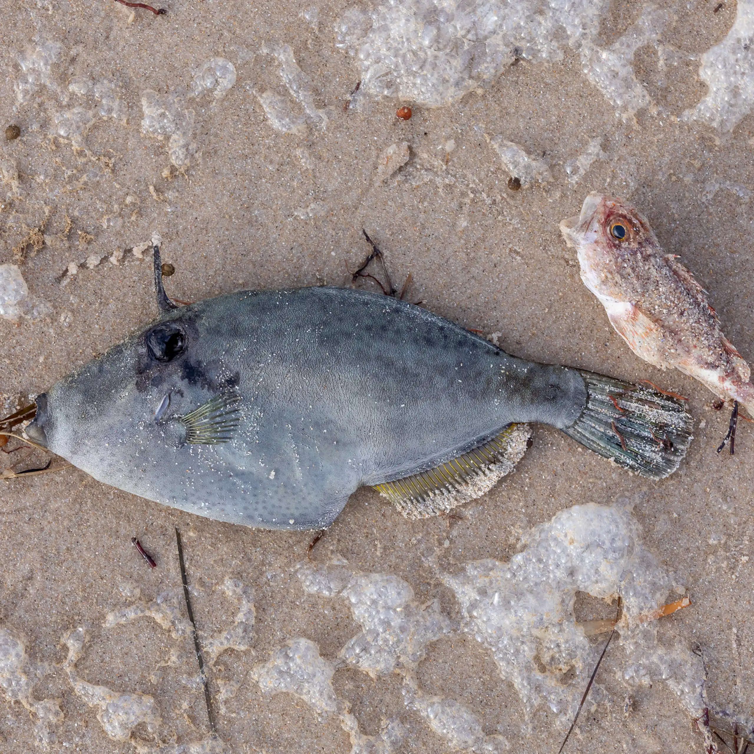 Two dead fish lay on a beach during a harmful algal bloom.