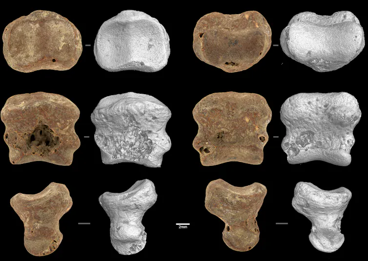 A collection of close-up images of small bones.