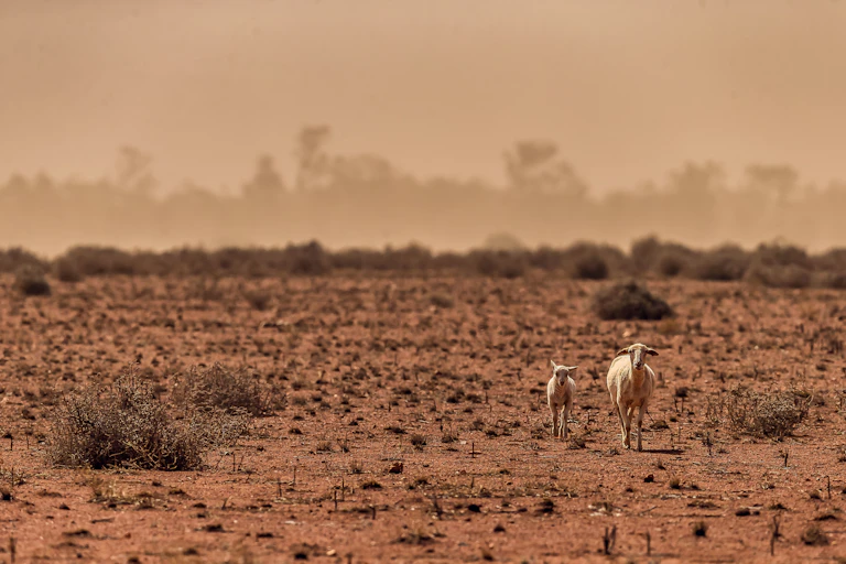 two sheep walking through drought, dry landscape and heat haze