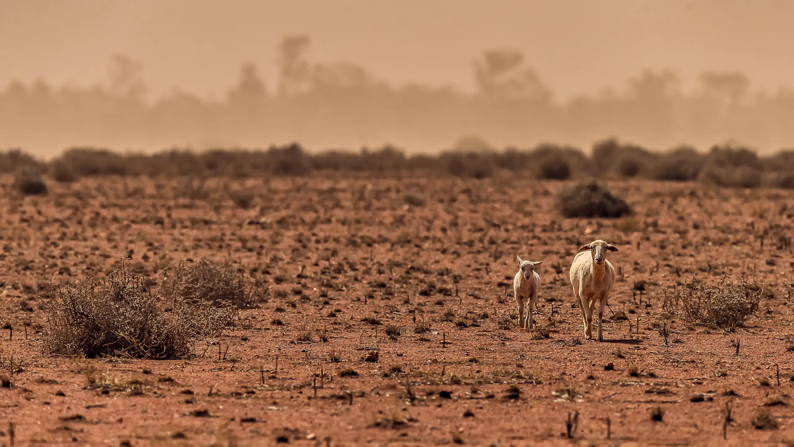 two sheep walking through drought, dry landscape and heat haze