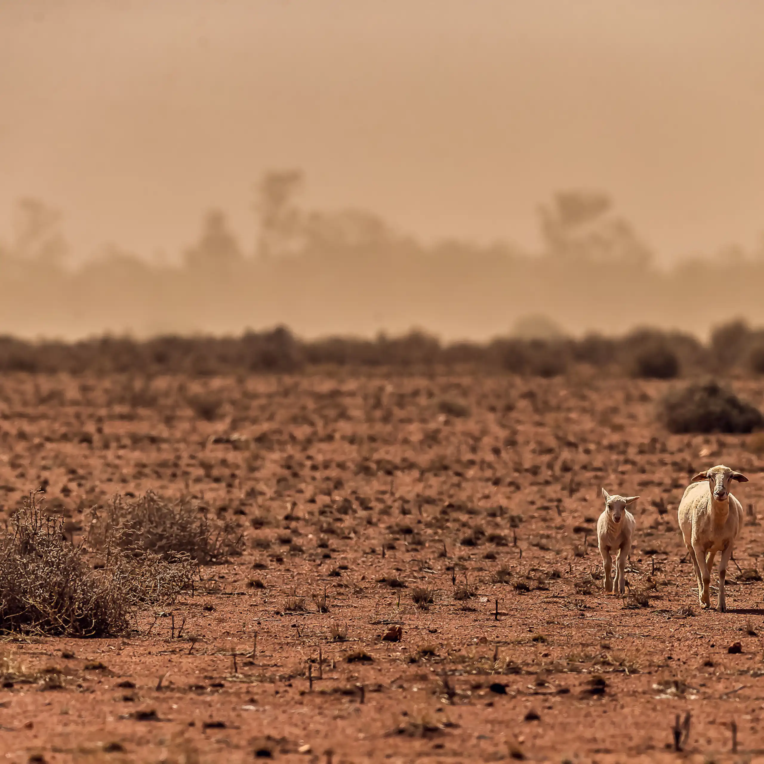 two sheep walking through drought, dry landscape and heat haze