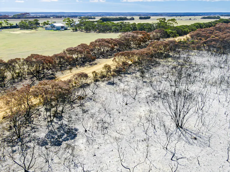 aerial view of burned out land on one side of dirt road and green pasture on the other side.