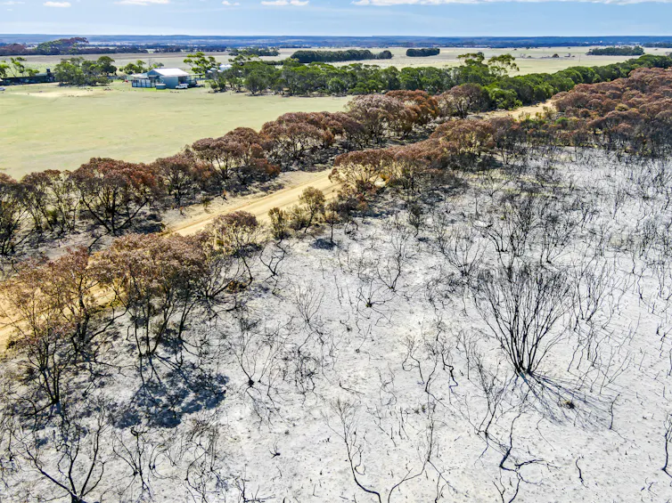 aerial view of burned out land on one side of dirt road and green pasture on the other side.