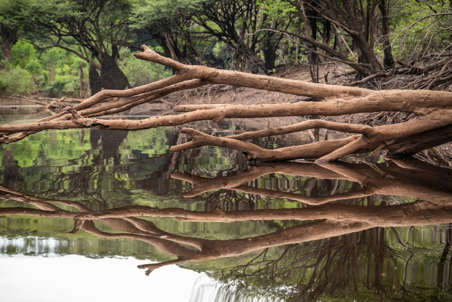 A dead tree lying horizontally across the Rio Negro River in the Brazilian Amazon.