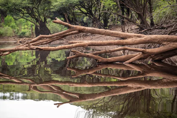 A dead tree lying horizontally across the Rio Negro River in the Brazilian Amazon.