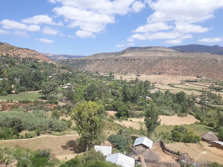Tigray’s old grapevines have survived against the odds: new research uncovers their genetic and historic value