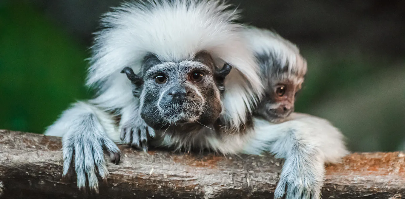 Why some primates have even tougher births than humans Why some primates have even tougher births than humans