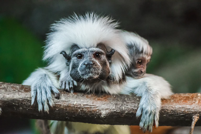 Small monkey with white mohawk carrying baby