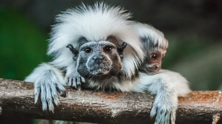 Small monkey with white mohawk carrying baby