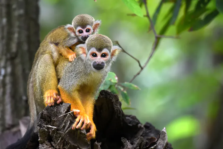 Small monkey with black snout carry a baby on their back
