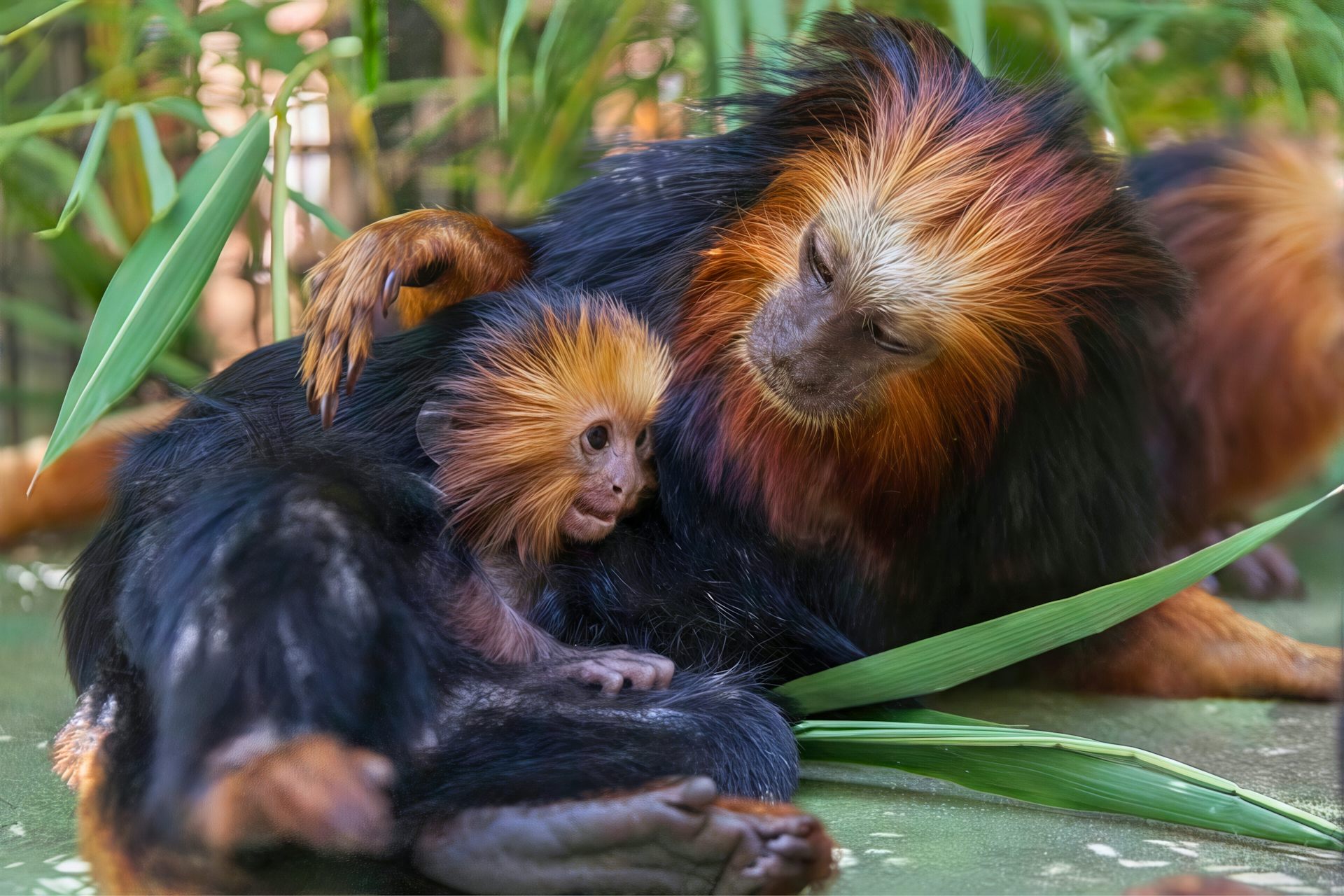 Golden lion tamarin mother rests with baby nestled against her, surrounded by foliage