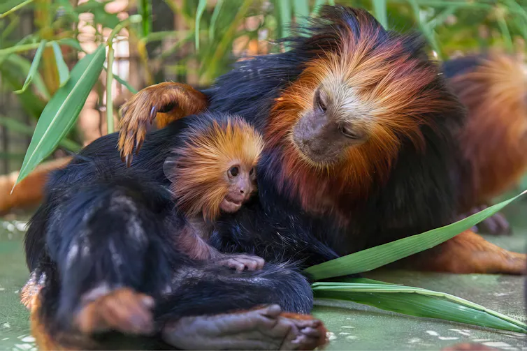 Golden lion tamarin mother rests with baby nestled against her, surrounded by foliage