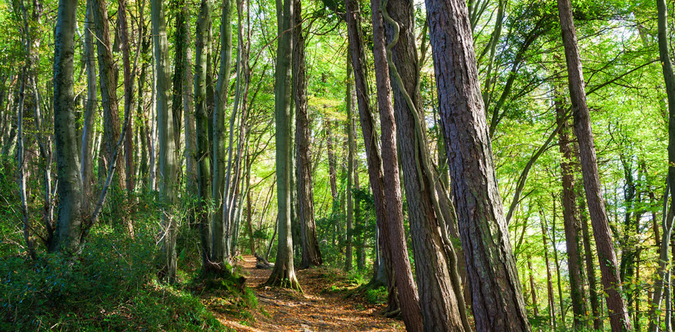 Heatwaves: why British trees are shedding branches and dying Heatwaves: why British trees are shedding branches and dying