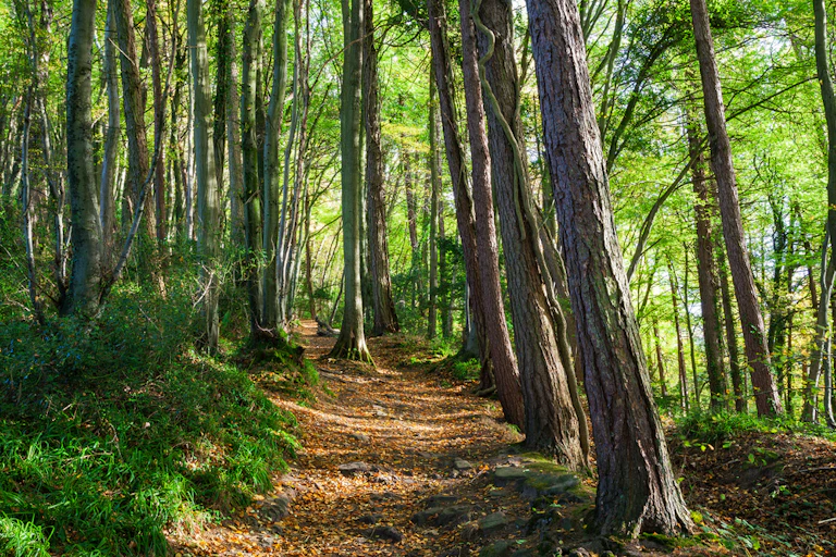 A forest of trees in the Wye Valley.