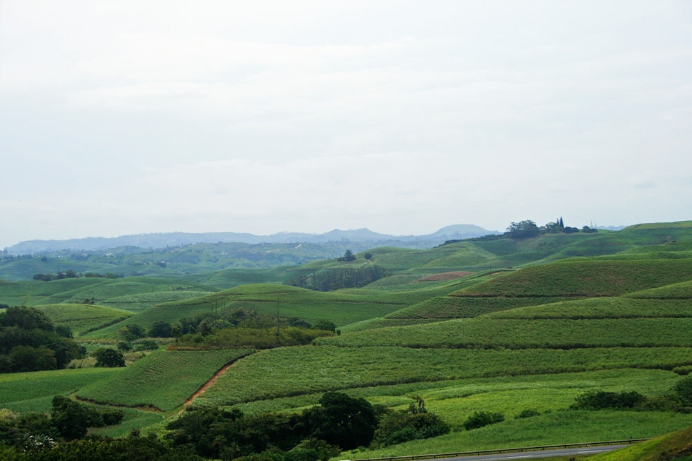 theconversation.com - Lawrence Nkosikhona Malinga - South Africa's small sugar farms are producing less than they could: study finds ways to boost them