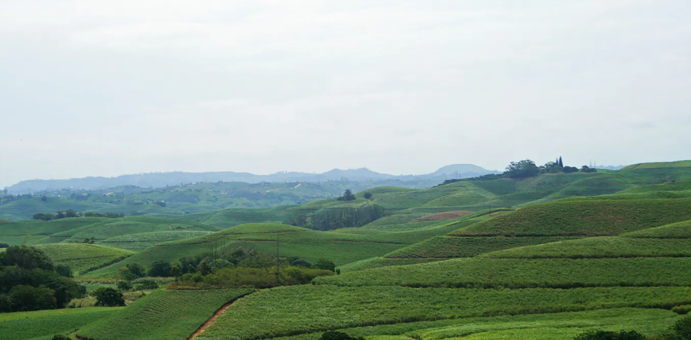 South Africa’s small sugar farms are producing less than they could: study finds ways to boost them