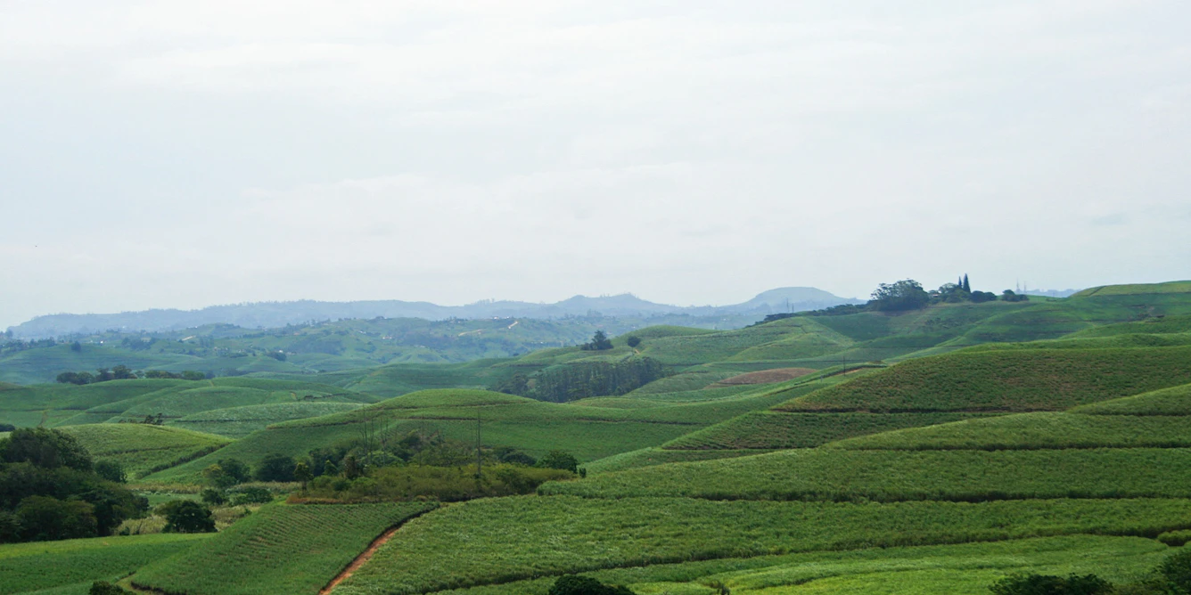 South Africa’s Small Sugar Farms Are Producing Less Than They Could: Study Finds Ways to Boost Them South Africa’s Small Sugar Farms Are Producing Less Than They Could: Study Finds Ways to Boost Them
