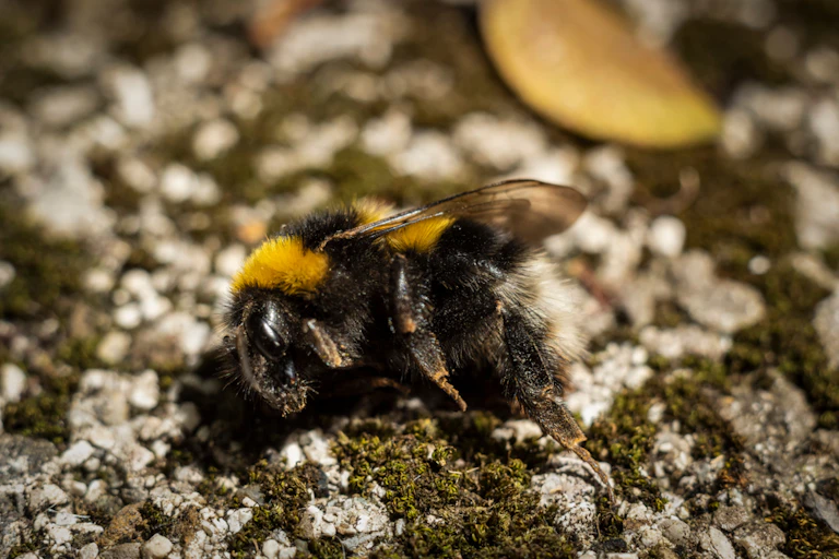 A dead bumblebee on a rock.