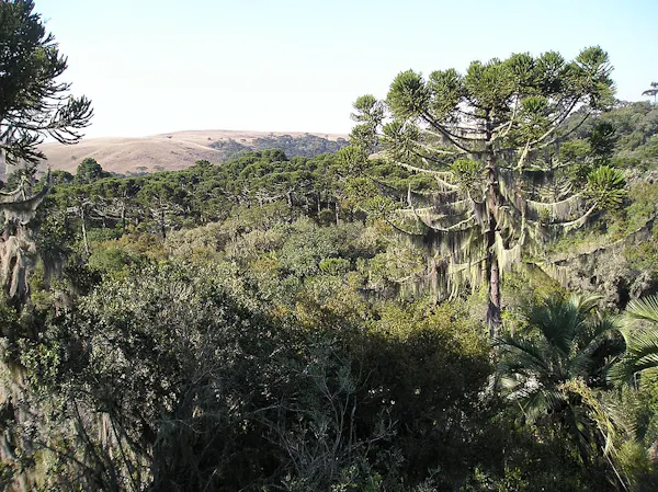 monkey puzzle trees in forest