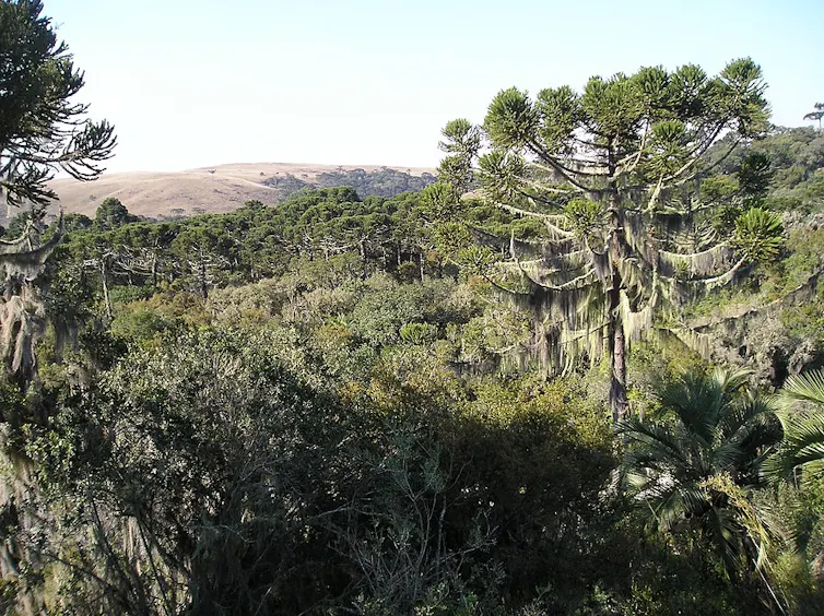 monkey puzzle trees in forest