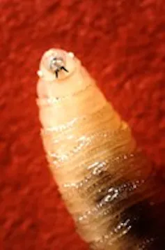 The first portion of a yellowish, slightly translucent worm stands in front of a red background.