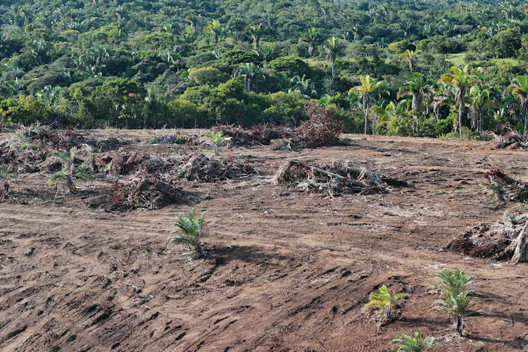 Vistas de un terreno deforestado y el bosque atlántico al fondo