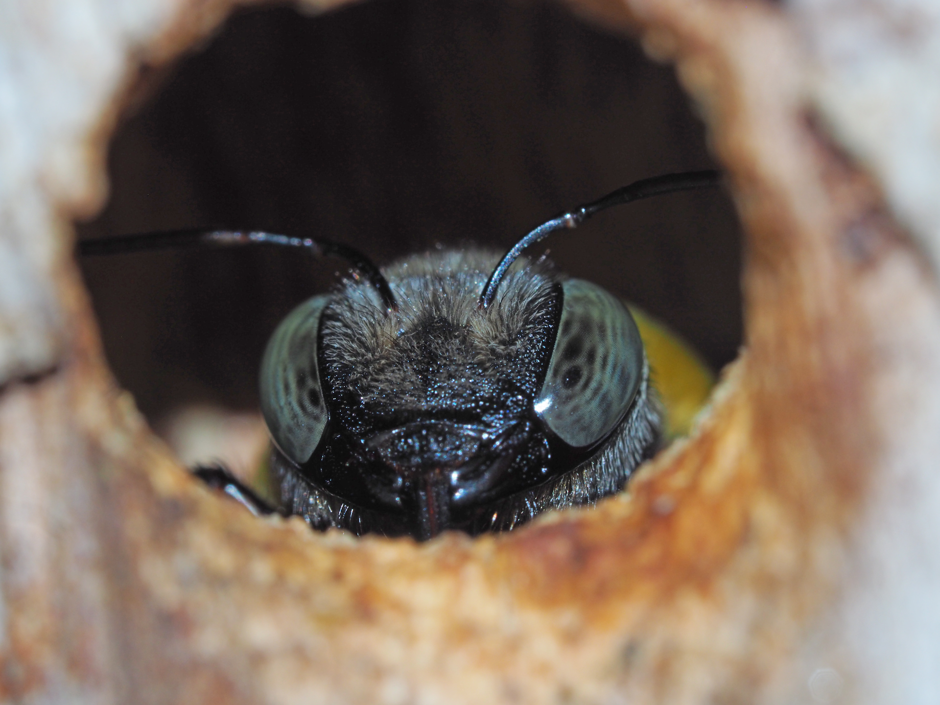 Big bees have the most to lose as global CO₂ levels rise: new research