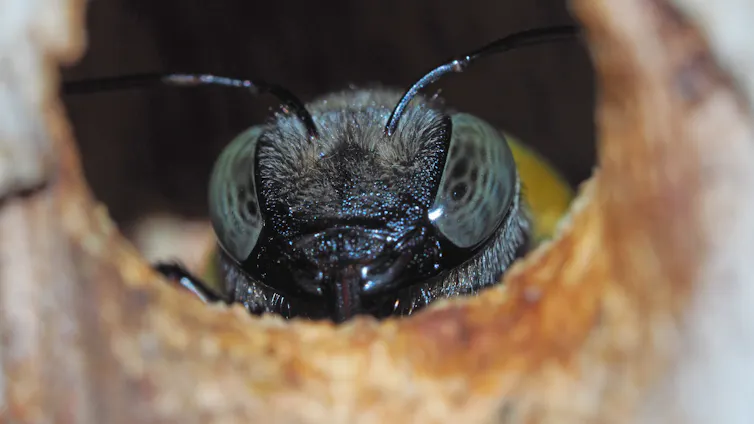 A close-up image of a native Xylocopa bee, with large eyes and black antennae.