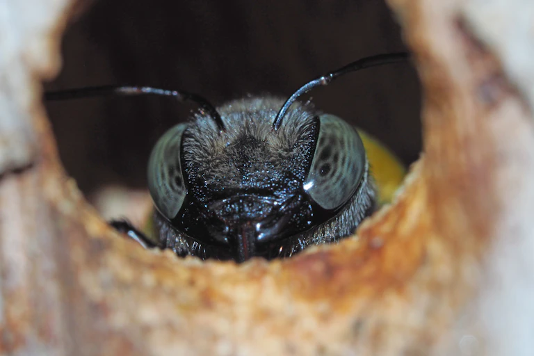 A close-up image of a native Xylocopa bee, with large eyes and black antennae.