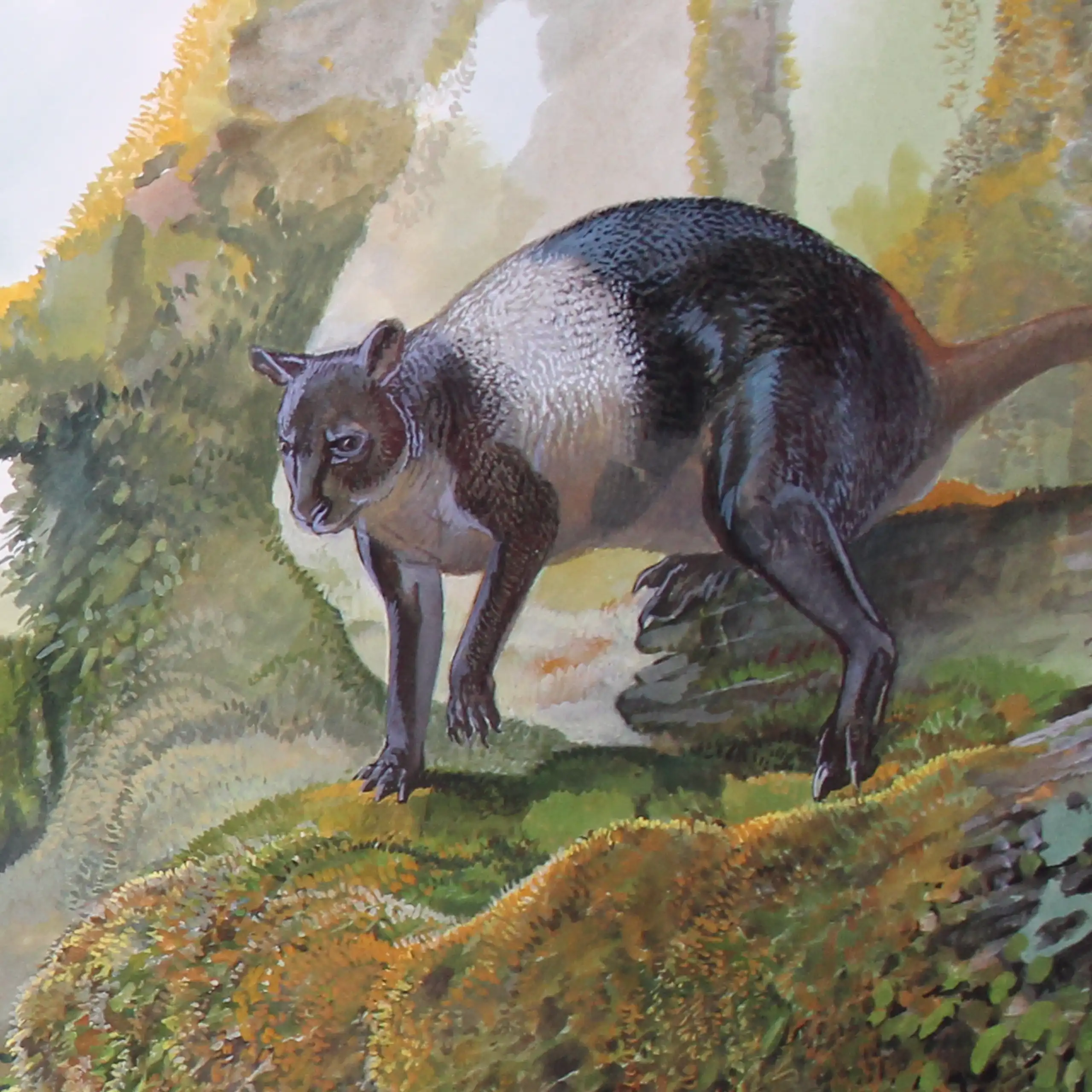 A painting of a small kangaroo with black and white fur hopping along rocks.