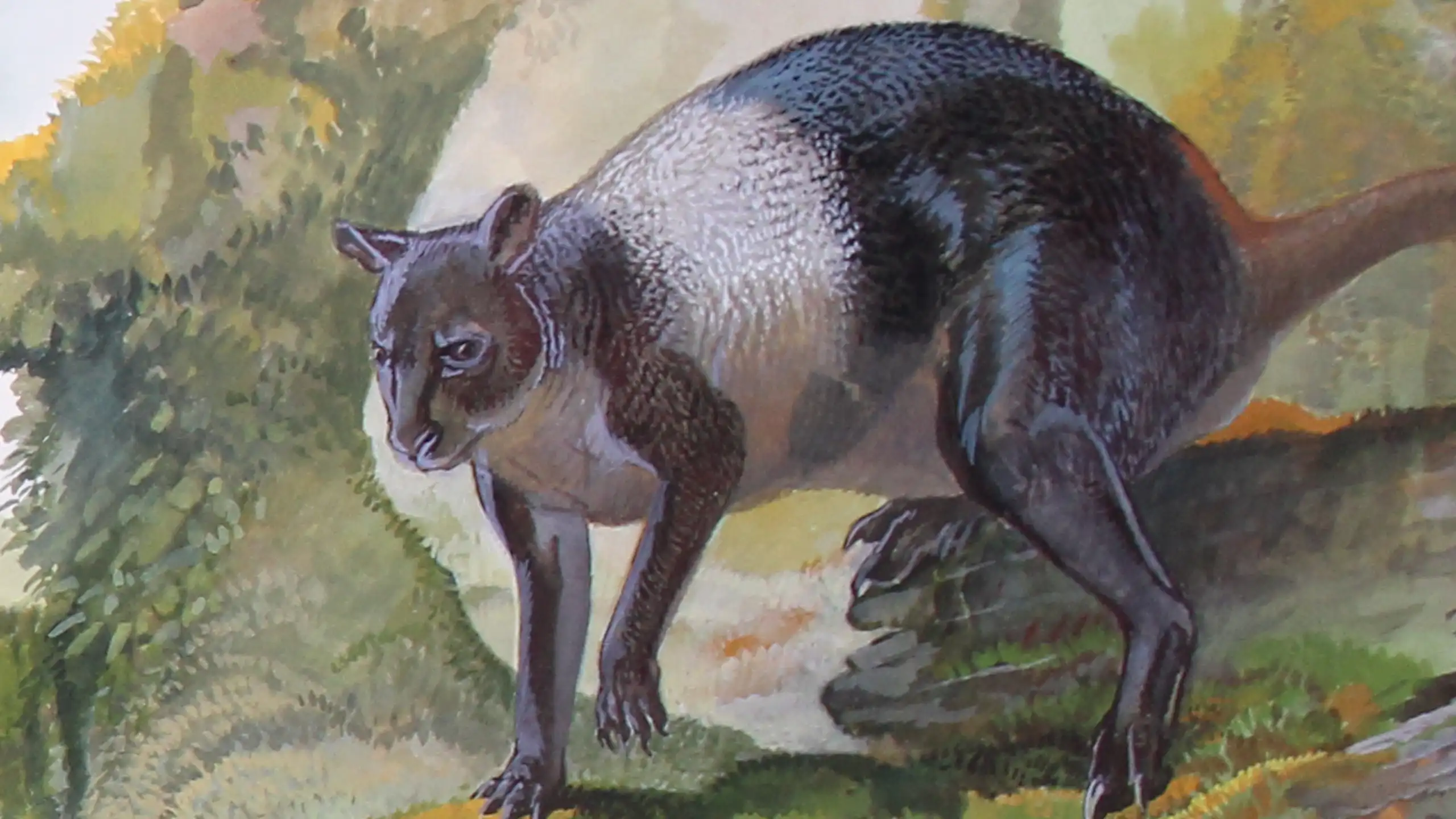 A painting of a small kangaroo with black and white fur hopping along rocks.