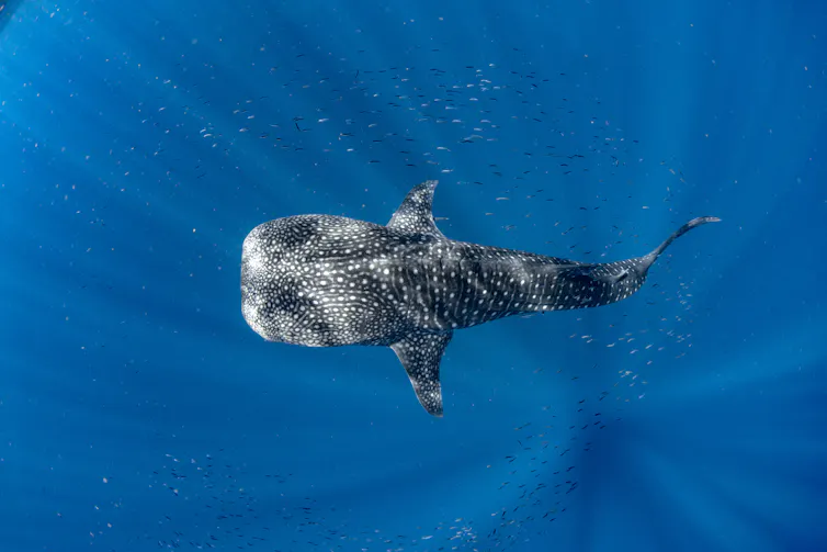 A large fish with a beautiful dotted pattern on its back seen from above in blue water.