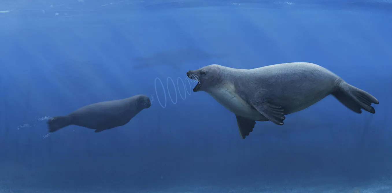 Seals have a unique superpower in their ears, and we finally know how it evolved