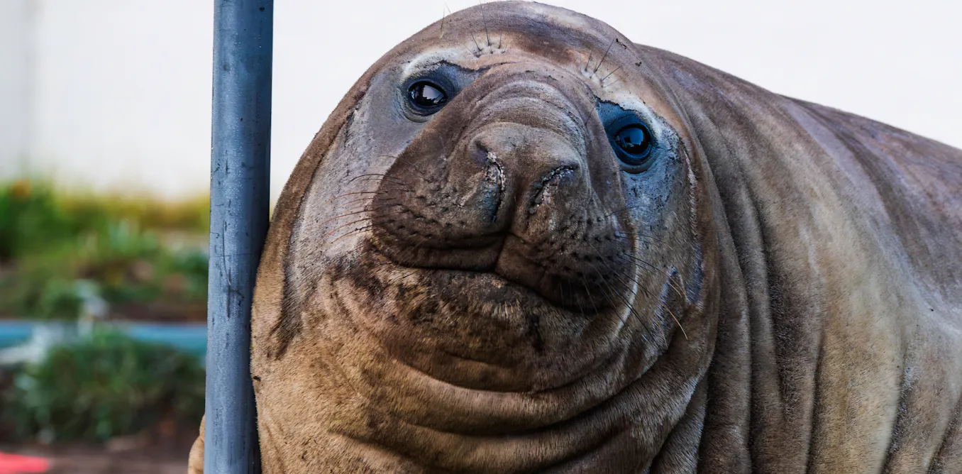 Neil the seal is more than a viral animal. He’s become a global folk hero Neil the seal is more than a viral animal. He’s become a global folk hero