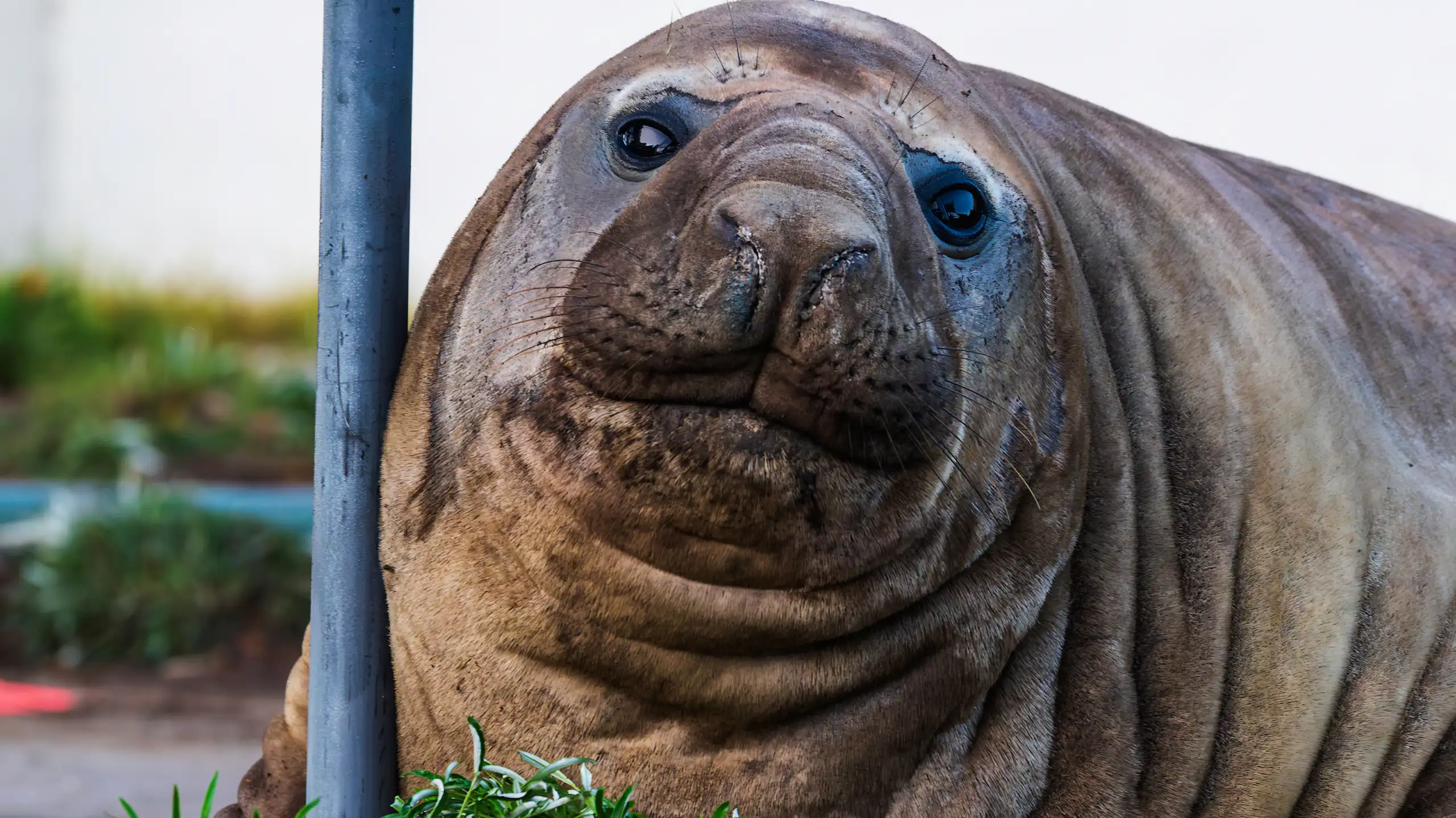 Close shot of an elephant seal's face.