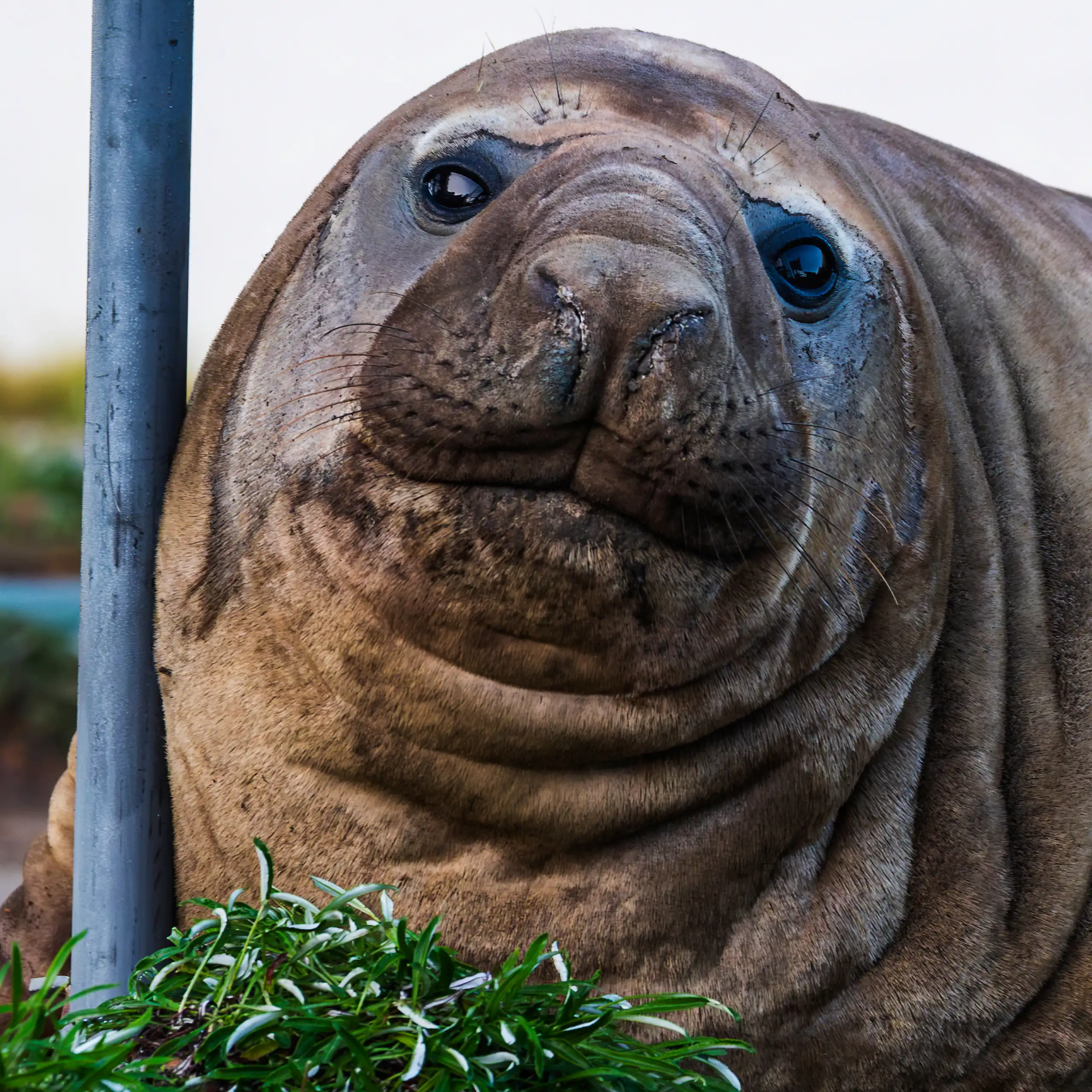 Close shot of an elephant seal's face.