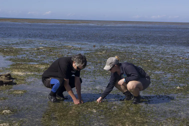 Two researchers squat on a seagrass meadow at low tide.