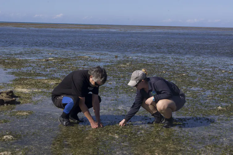 two researchers crouching down on seagrass meadow at low tide.