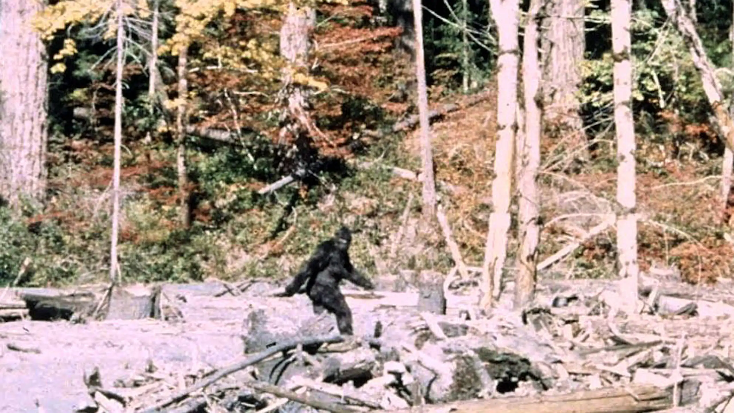 Image 352 du film de Patterson et Gimlin sur Bigfoot, tourné en 1967.