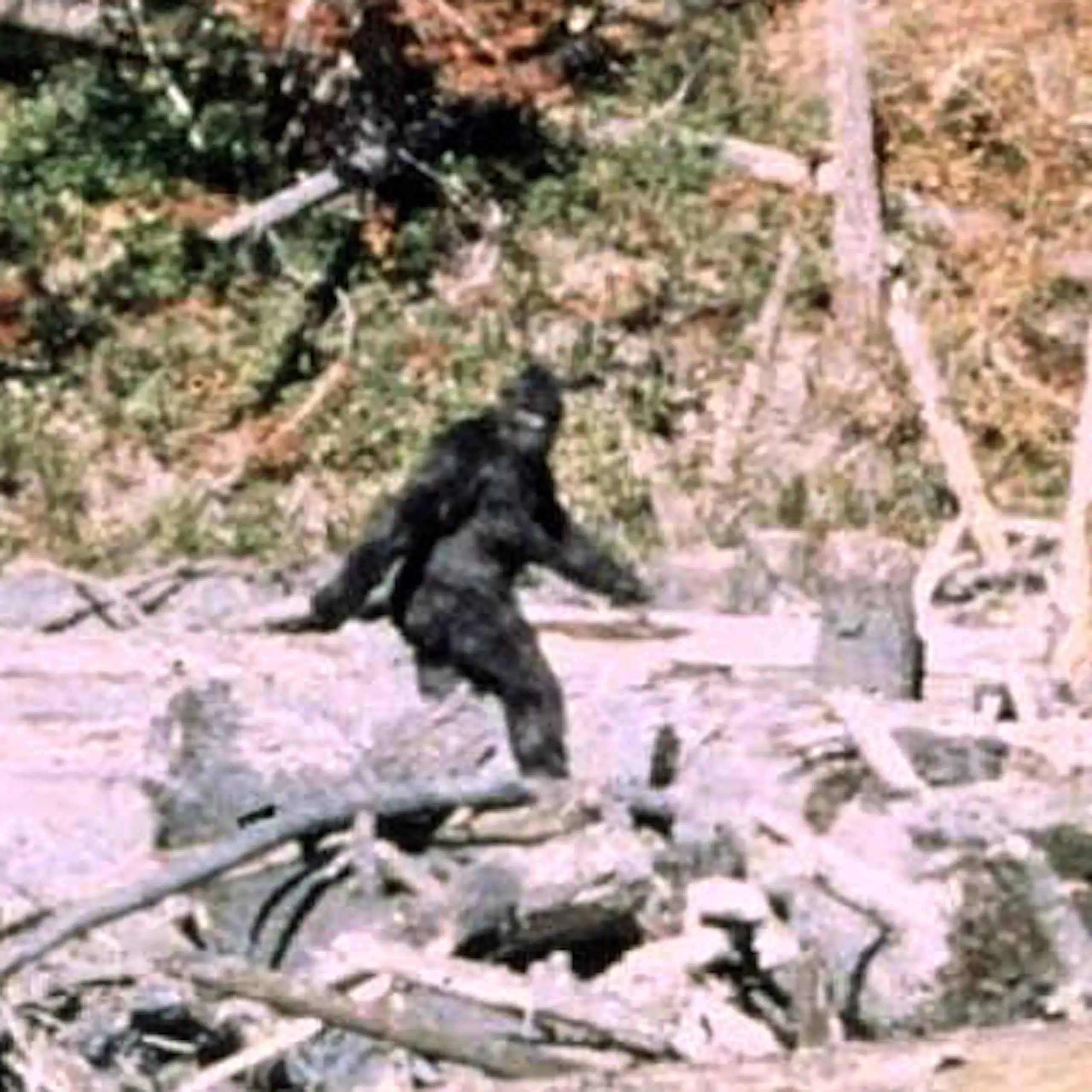 Image 352 du film de Patterson et Gimlin sur Bigfoot, tourné en 1967.
