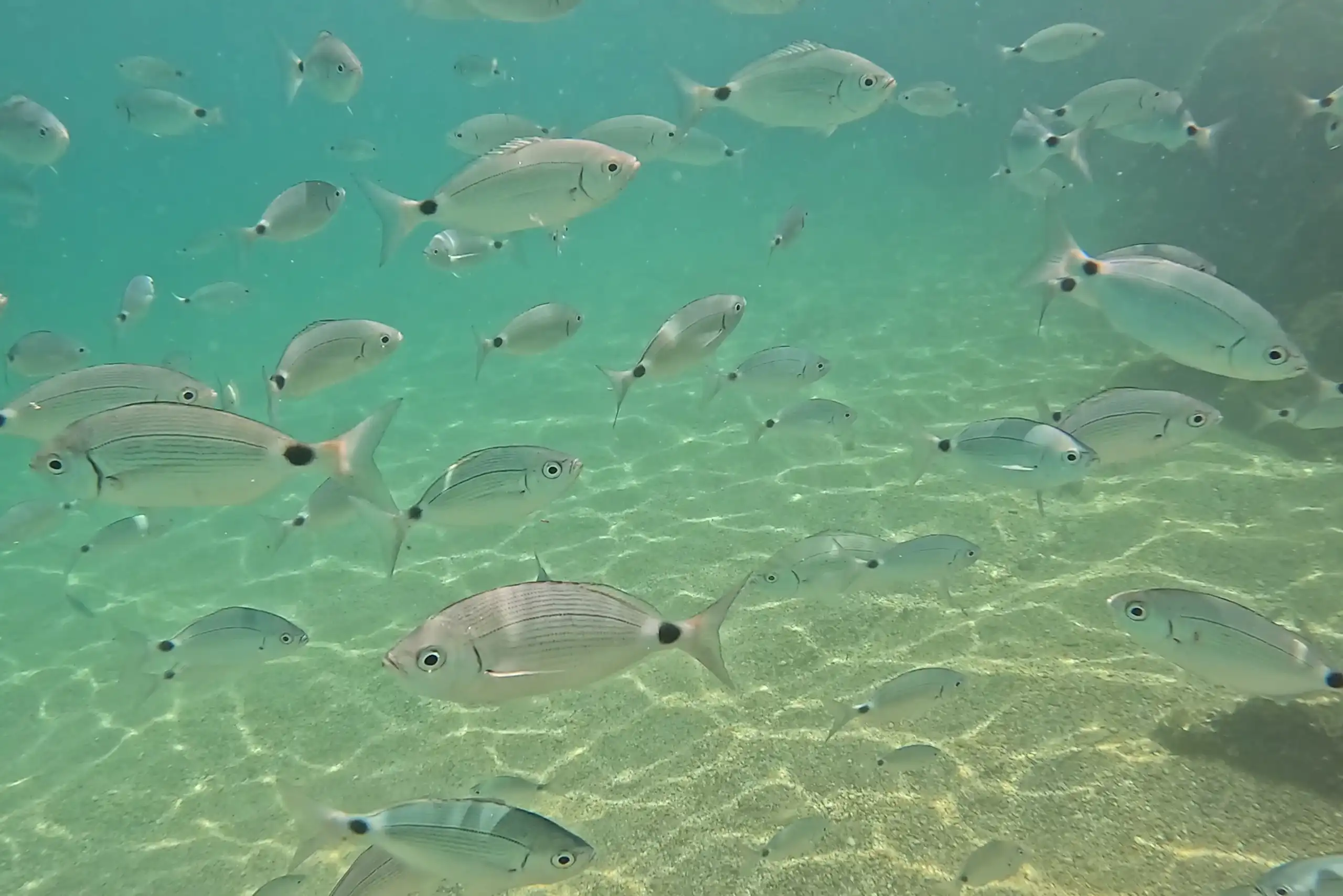 Fish swimming in the clear Mediterranean sea