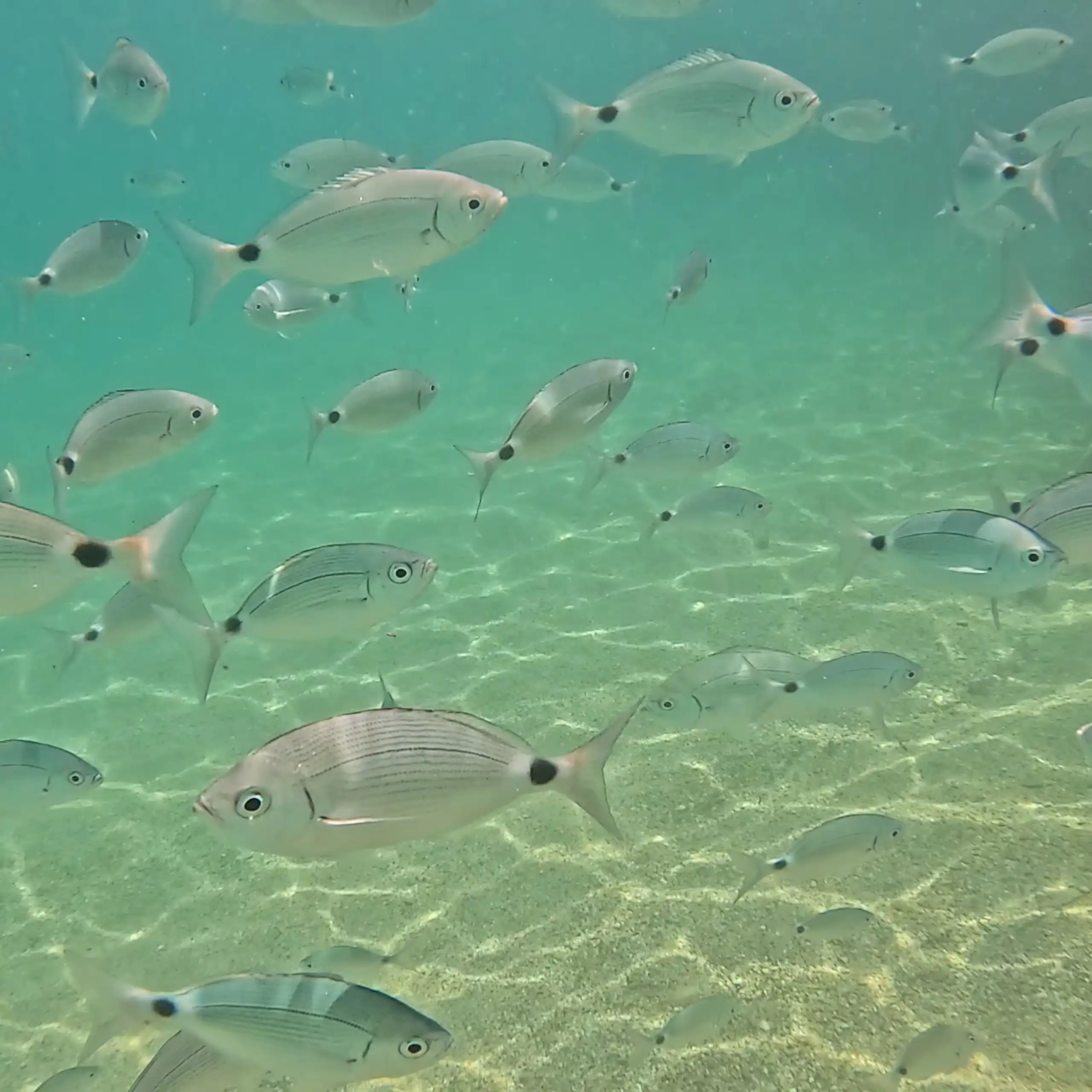 Fish swimming in the clear Mediterranean sea