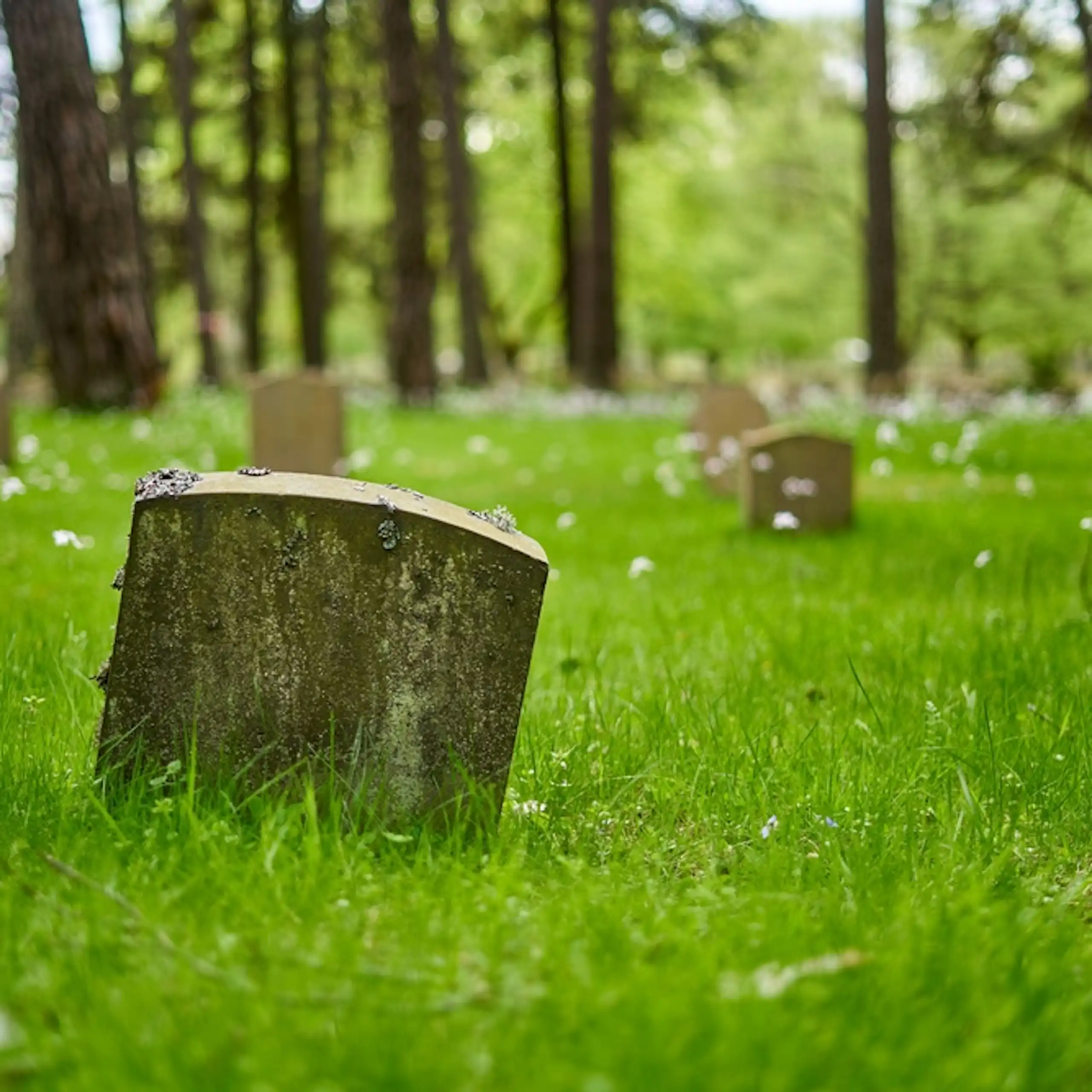 A grave stone covered in moss.