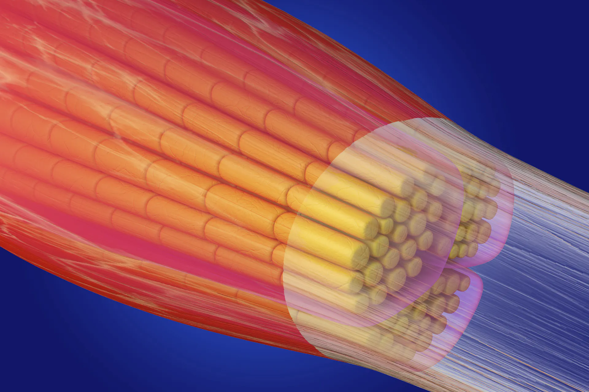 Illustration of a bundle of dozens of yellow tubes in a translucent membrane