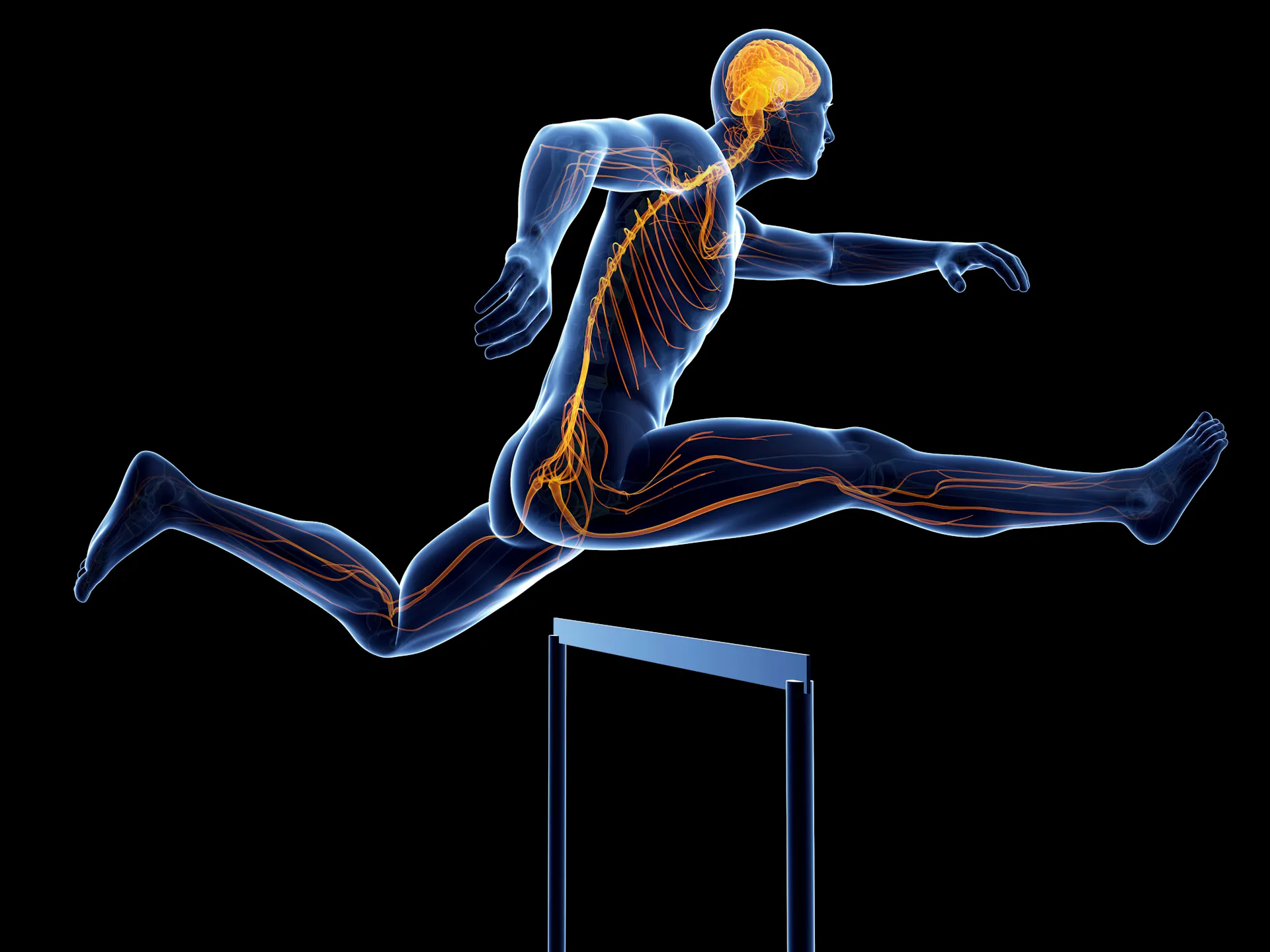 Transparent body of a man with brain and nerves highlighted jumping over a hurdle