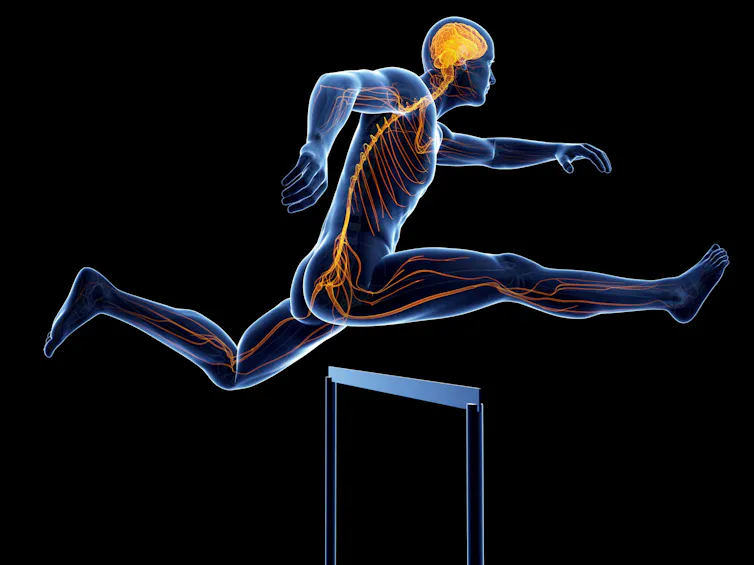 Transparent body of a man with brain and nerves highlighted jumping over a hurdle