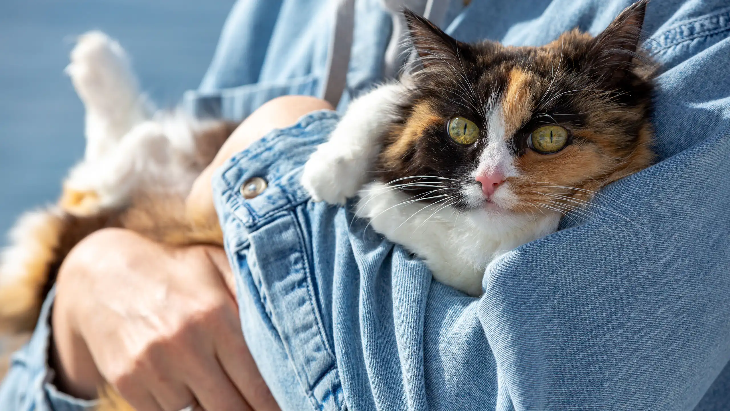 Calico cat snuggles in woman's arms.